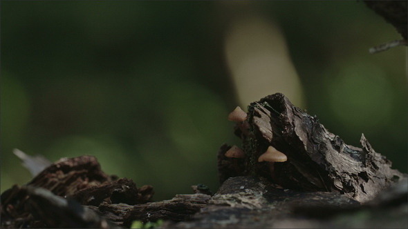 Three Small Moss on the Tree Trunk alt