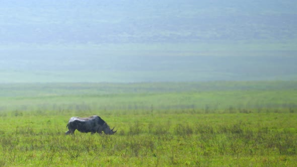 A Rhino Walks Through the Green Meadow of the Ngorongoro Volcano Crater