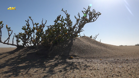 Sandstorm and Drift With the Wind Erosion 1