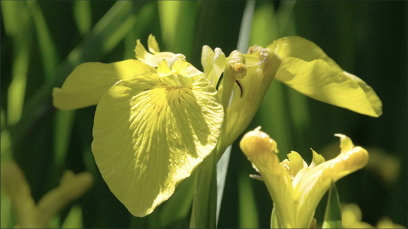 A Yellow Iris Flower Petal