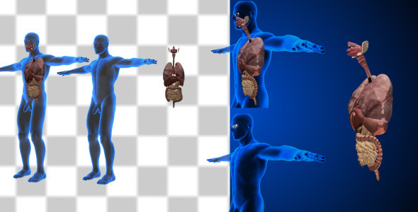 Anterior Of Man Body alt