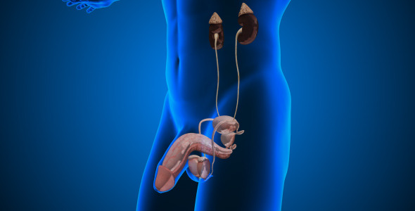 Male Genitourinary System