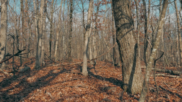 Walking through the Forest