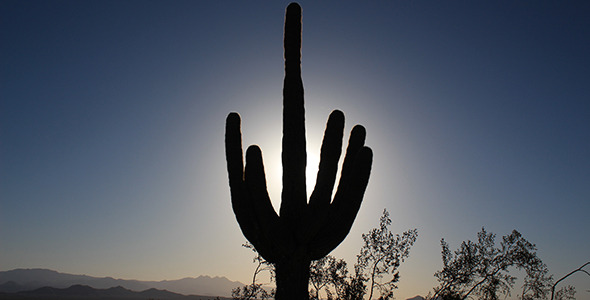 Sun Rises behind Saguaro Cactus Silhouette