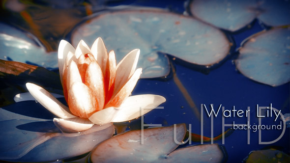 Water Lily Blooming
