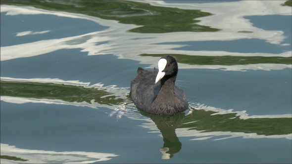 A Black Coot Floating on the Lake