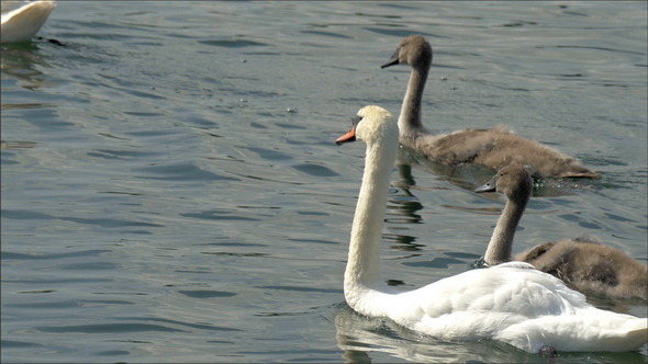 Three Long Neck Swan on the Lake