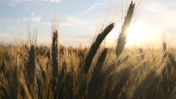 Golden Wheat in Sunlight