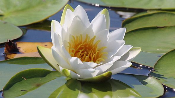 Water-Lily Flowers And Leaves