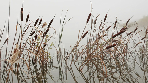 Stems Of Reeds Reflected In Water