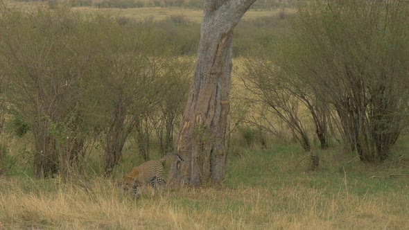 Leopard climbing down a tree and pooping