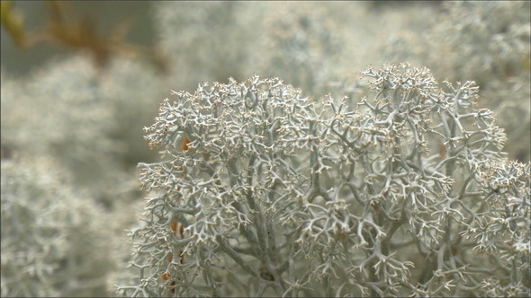 Lots of White Cup Lichen or Brodo on Display