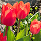 Tulips - VideoHive Item for Sale
