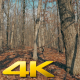 Walking through the Forest - VideoHive Item for Sale
