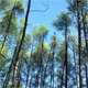 Wind in The Forest - VideoHive Item for Sale