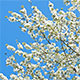 Spring Time Blooming Tree - VideoHive Item for Sale