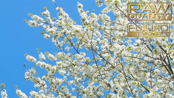 Spring Time Blooming Tree