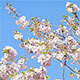 Spring Time Pink Blooming Tree  - VideoHive Item for Sale