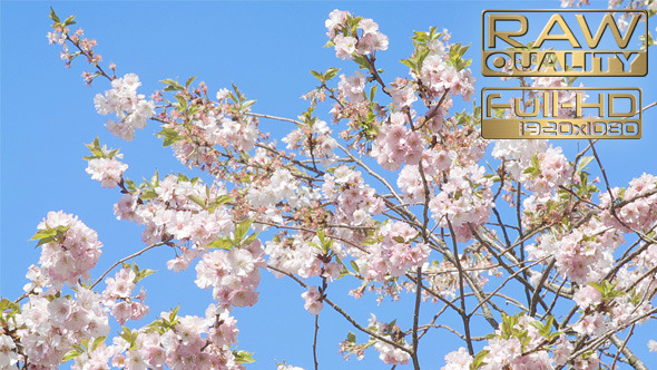 Spring Time Pink Blooming Tree 