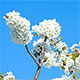 Spring Time White Blooming Tree - VideoHive Item for Sale