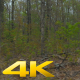 Dolly through Forest | Tracking Shot - VideoHive Item for Sale