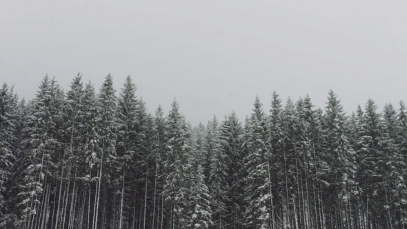 Strong Snow Againts Background Of Christmas Trees