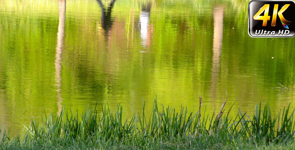 People Reflection Silhouette on Green Lake 4