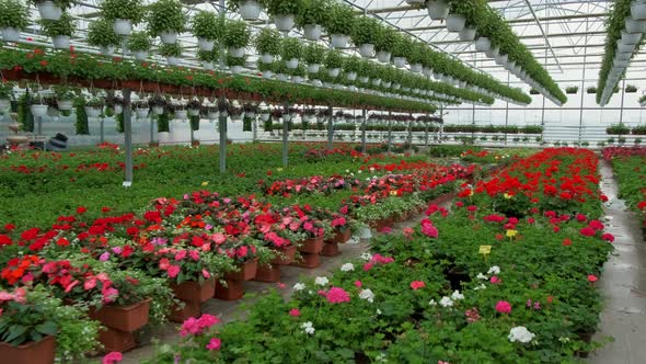 A Greenhouse Full of Red and Pink Flowers