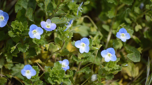 Small Blue Flowers