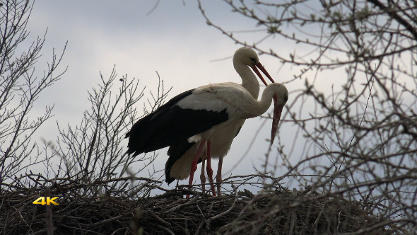 White Stork Nest 1