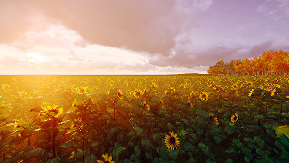 Sunflowers