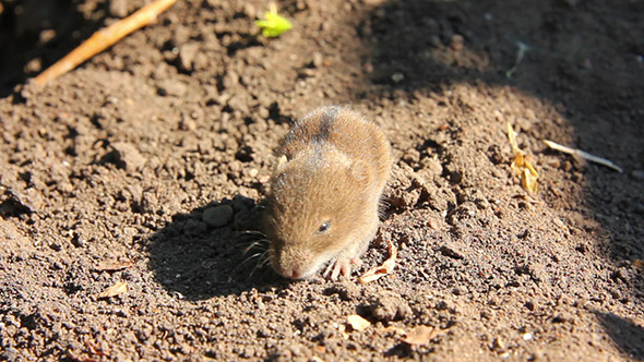 Little Mouse In The Field