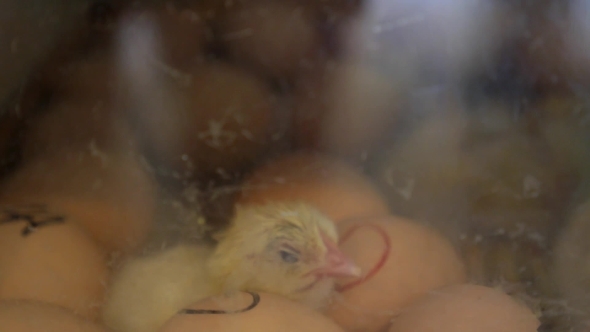 Newly Hatched Chick On a Chicken Farm In Incubator