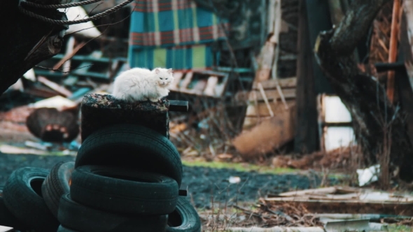 Cat That Sits On Car Tires