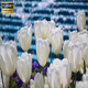 White Tulips And Waterfall - VideoHive Item for Sale