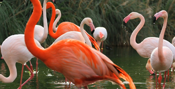 Flamingos At Waterfront
