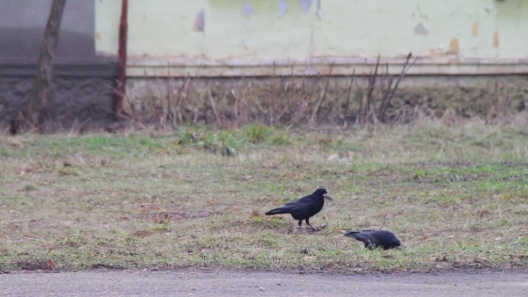 Three Crows On The Ground
