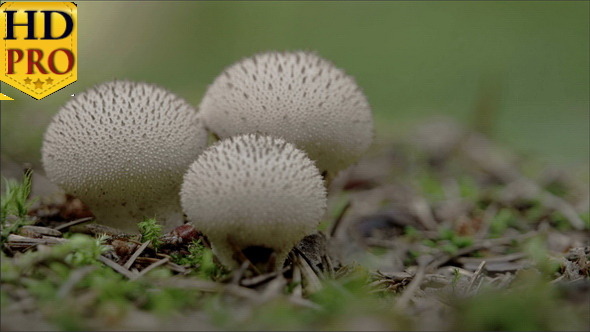 Two White Warted Puffball Mushroom in the Forest