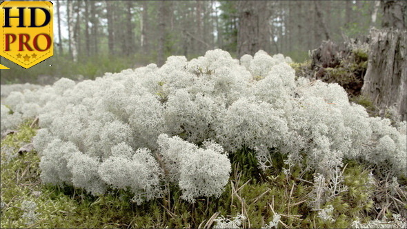 Lots of White Cup Lichens on the Forest 