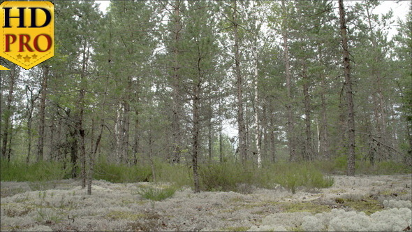 Tall Pine Trees Surrounding Lots of Cup Lichen  