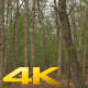 Walking through a Lush Forest - VideoHive Item for Sale