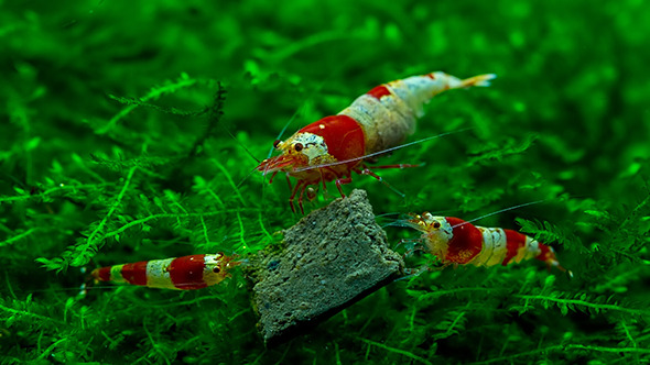 Beautiful Shrimps