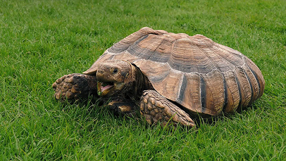 Tortoise Eating In The Grass