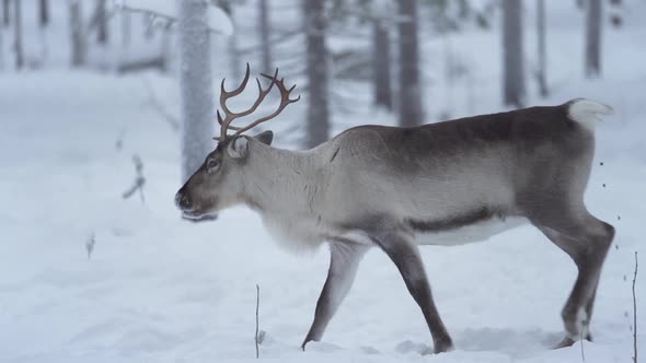 Funny slowmotion of a reindeer walking while pooping at the same time in Lapland Finland.