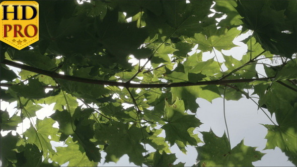 The Branch of the Maple Tree Wwith Green Leaves