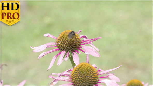 A Bee Transferring from One Purple Cornflower  
