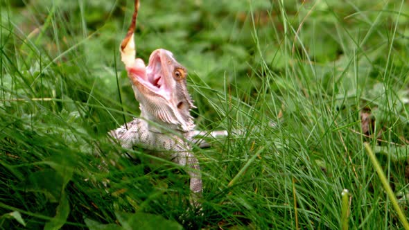 Lizard Eating A Leaf On The Grass