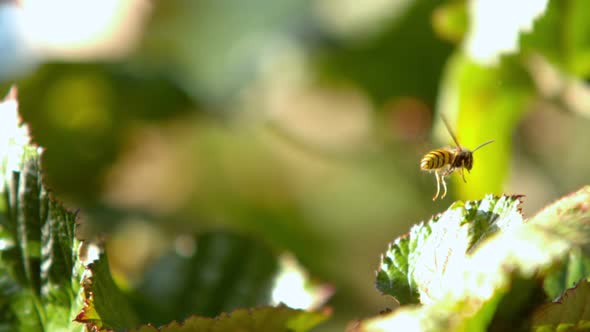 Wasp Flying Off A Bush