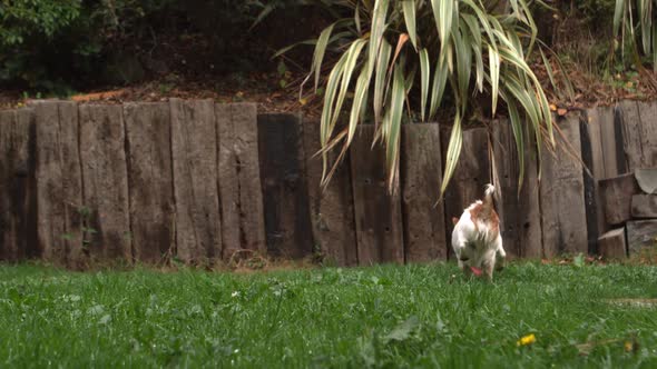 Dog Chasing A Ball In The Garden alt