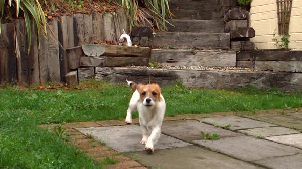 Dog Running Down Steps And Chasing A Ball In The Garden